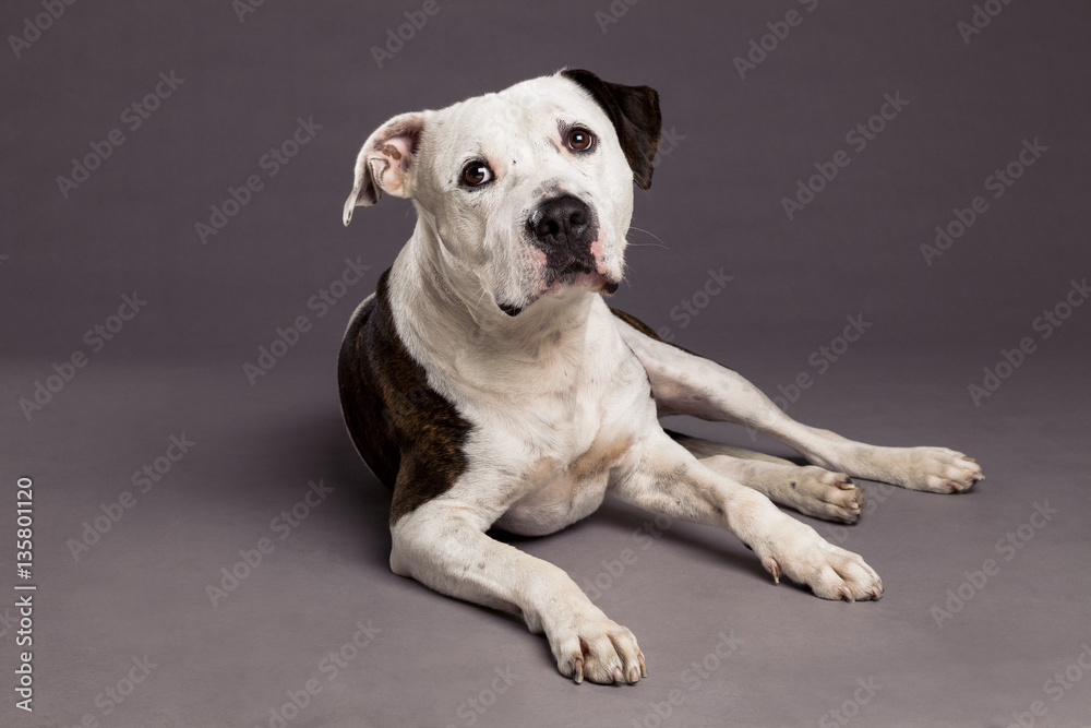 Pit Bull Dog Studio Portrait