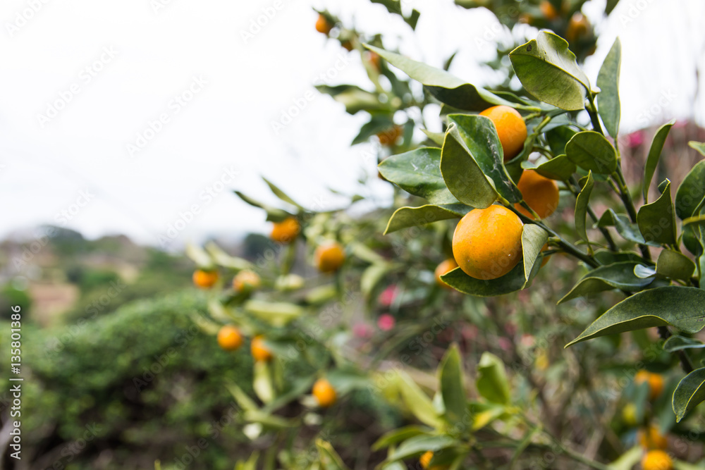 ripe calamansi tree in Nokonoshima island Fukuoka, Japan