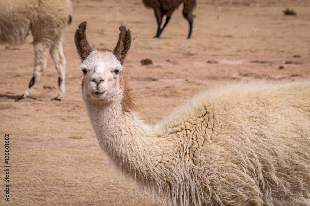 Funny portrait of Lama Alpaca in the altiplano. Lamas and alpacas are very popular in Bolivia and Peru for their wool and meat