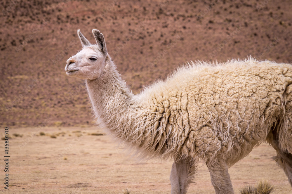 Alpaca in Altiplano. Lamas and alpacas are very popular in Bolivia and Peru for their wool and meat