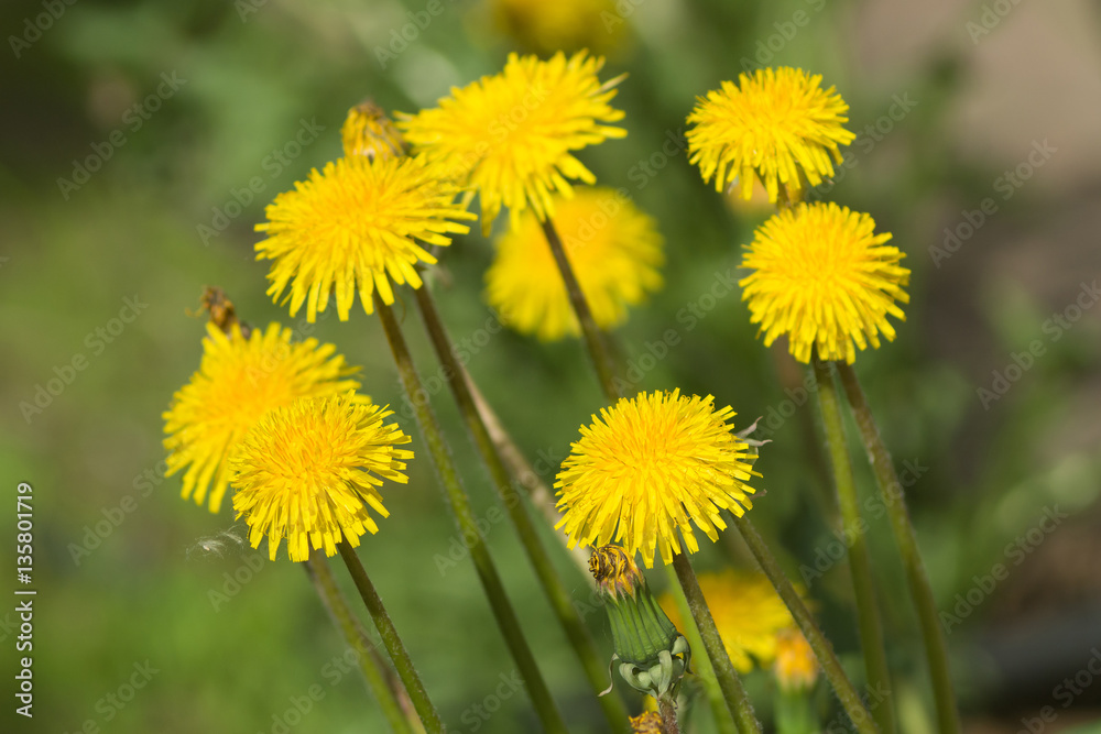 yellow flowers yellow flowers