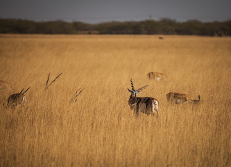 Wandcirkels Antilope Blackbuck mannetje in wilde natuur  © ksumano