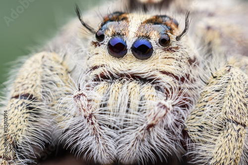 Super macro female Hyllus diardi or Jumping spider © PK4289