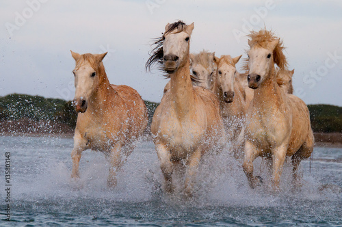 Horses running free in Camargue - Southern France