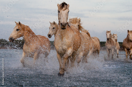Horses running free in Camargue - Southern France