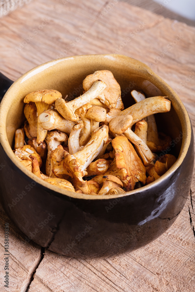 Heap of fresh yellow forestry chanterelle Heap of fresh yellow forestry chanterelle