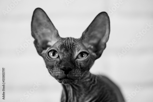 sphinx cat closeup portrait
