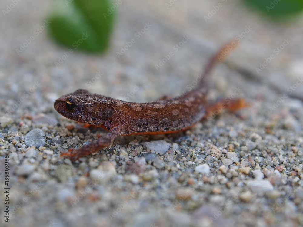 Naklejka premium OLYMPUS DIGITAL CAMERA