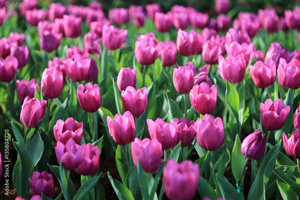 Purple tulip flowers in spring garden.