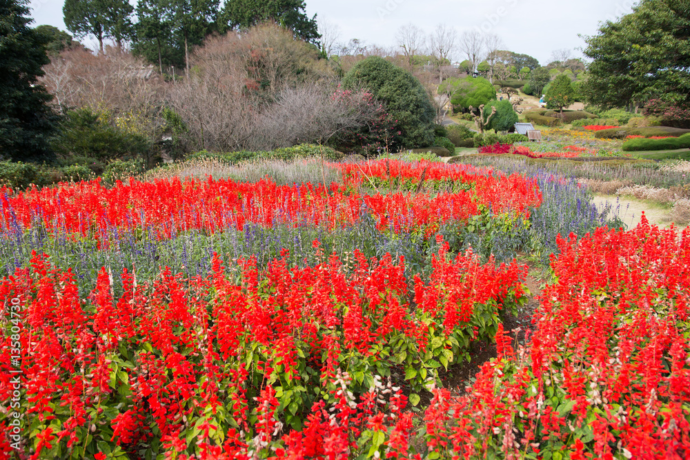 beautiful garden of Nokonoshima Island Fukuoka, Japan beautiful garden of Nokonoshima Island Fukuoka, Japan