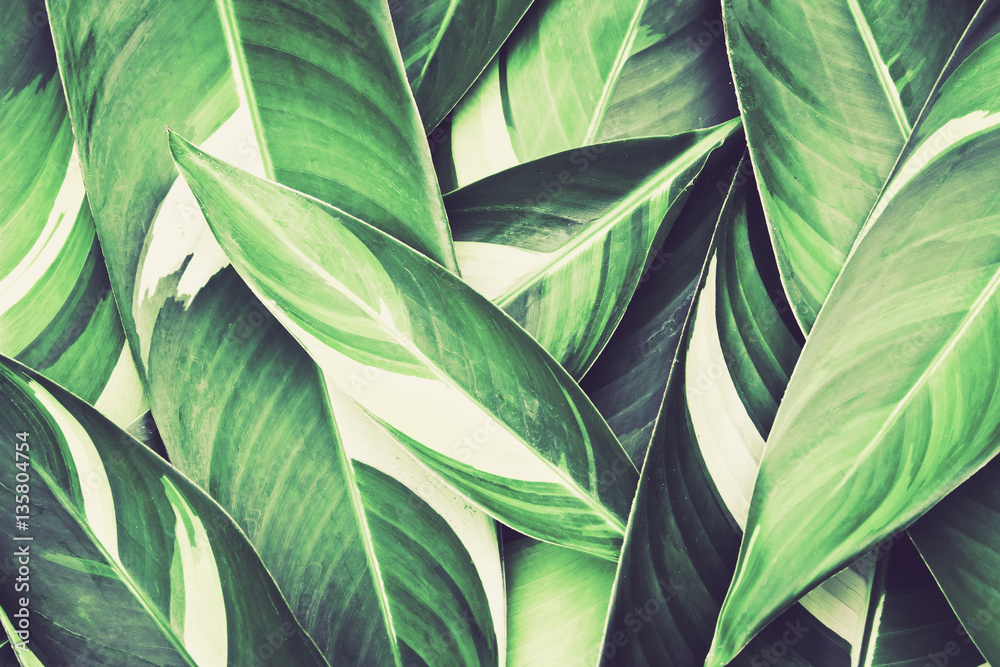 Fototapeta Tropikalne jasnozielone, świeże  liście 