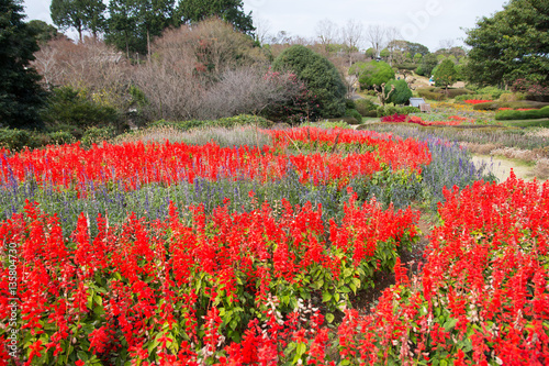 beautiful garden of Nokonoshima Island Fukuoka  Japan