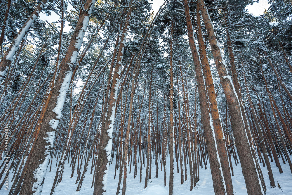 Fototapeta premium Snow over the spruces and pines