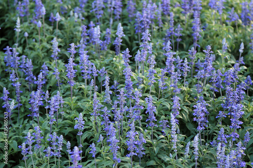 Blue Meadow Sage flower (Salvia Pratensis or Herbaceous Perennia)