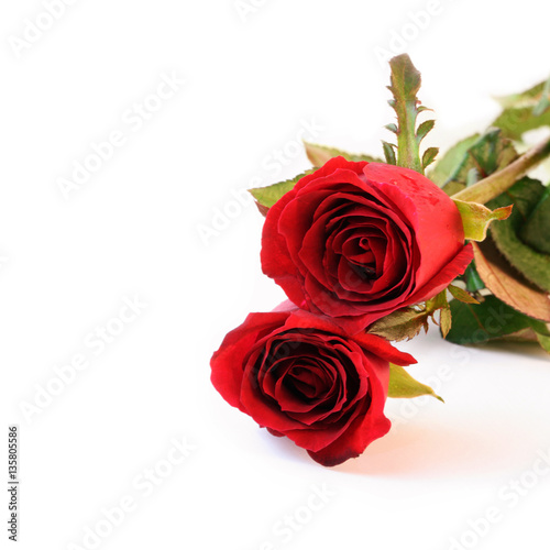 Two red roses on white background.