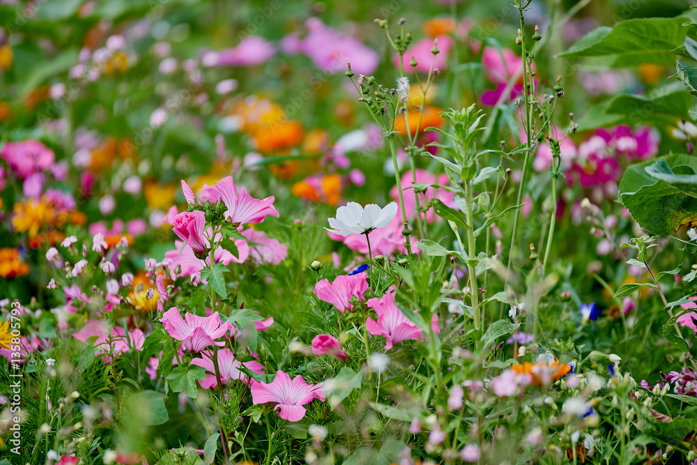 Wild Flower Field with many different colors and green background
