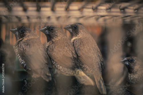 Birds in a cage