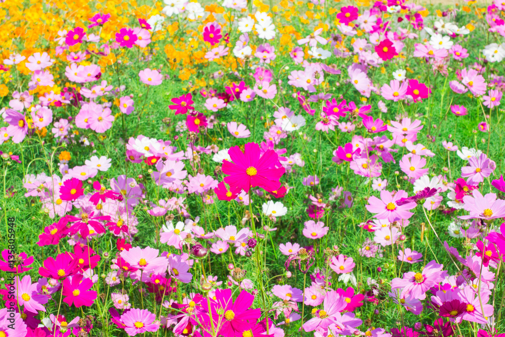 Cosmos flowers in the garden natural background