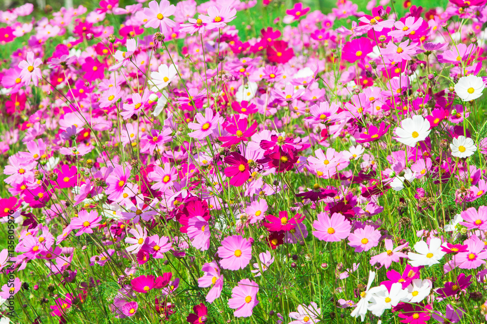 Cosmos flowers in the garden natural background Cosmos flowers in the garden natural background