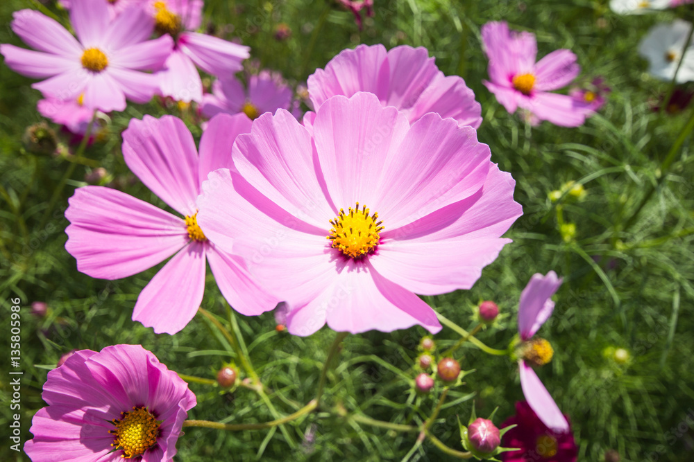 Cosmos flowers in the garden natural background