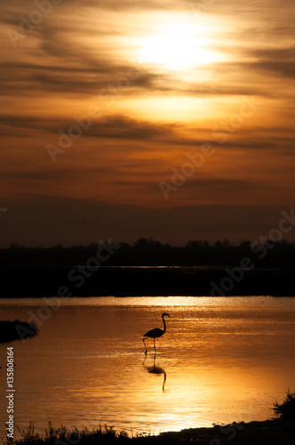 Flamingo waiting for a new dawn - Camargue southern France