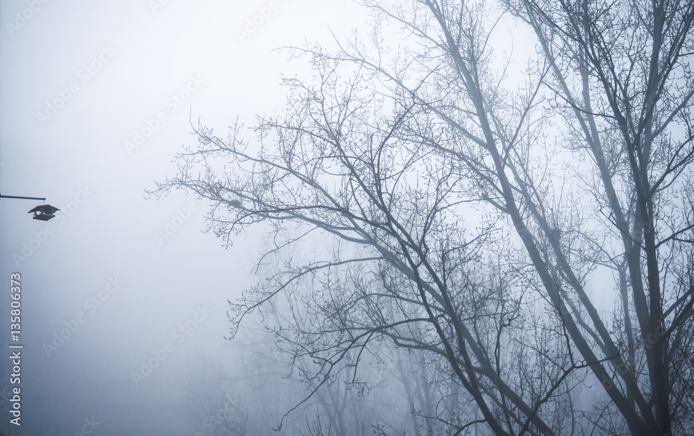 trees in foggy winter landscape scenery trees in foggy winter landscape scenery