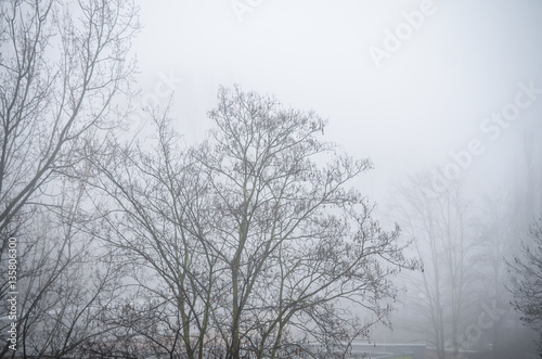 trees in foggy winter landscape scenery © busenlilly666