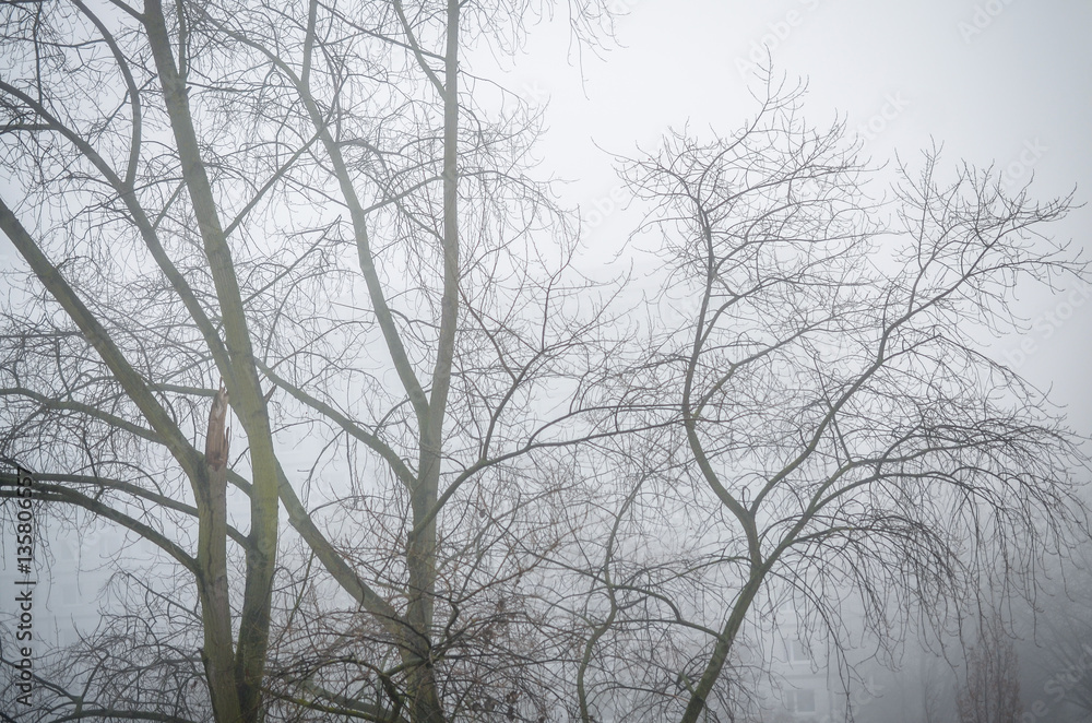 trees in foggy winter landscape scenery trees in foggy winter landscape scenery