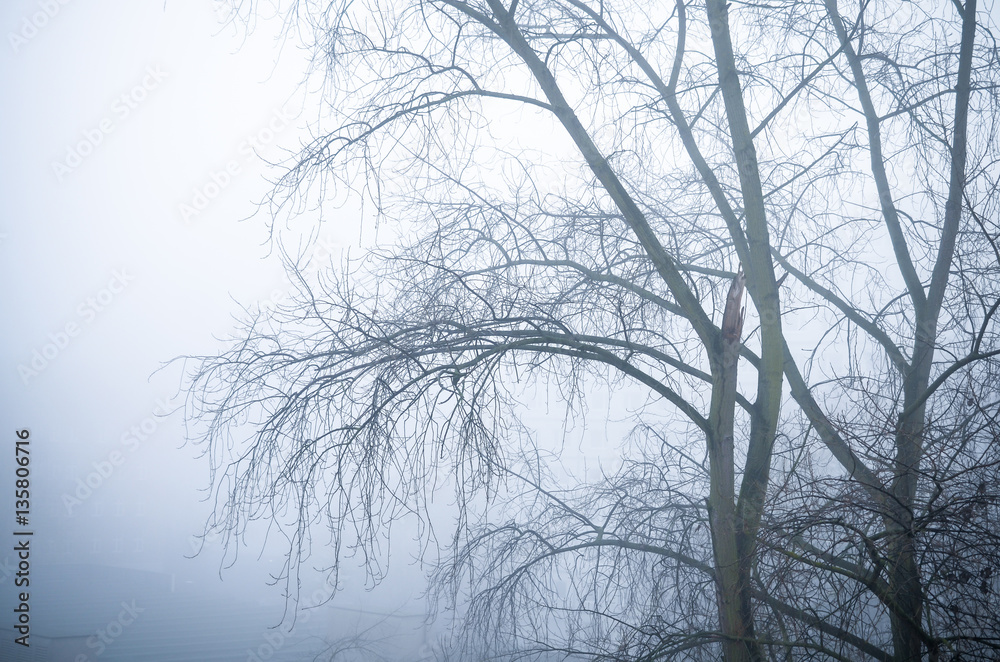 trees in foggy winter landscape scenery trees in foggy winter landscape scenery