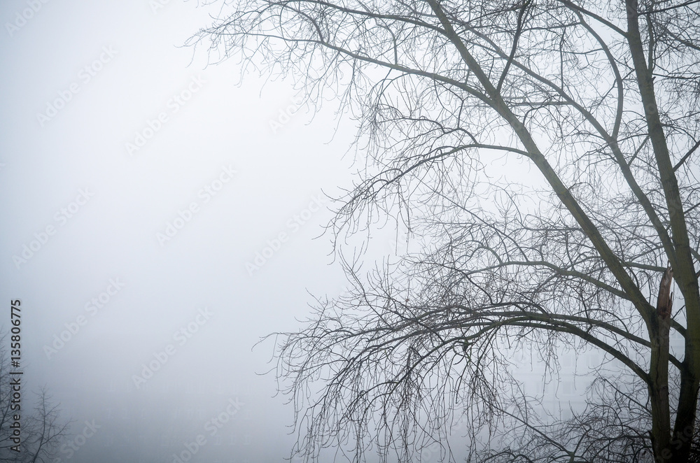 trees in foggy winter landscape scenery trees in foggy winter landscape scenery