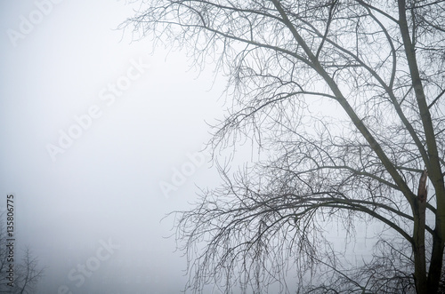 trees in foggy winter landscape scenery