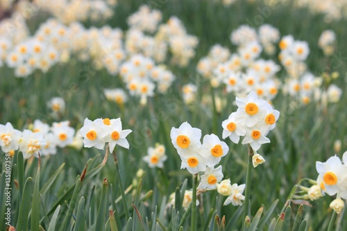 Fototapeta Naklejka Na Ścianę i Meble -  可愛いスイセン