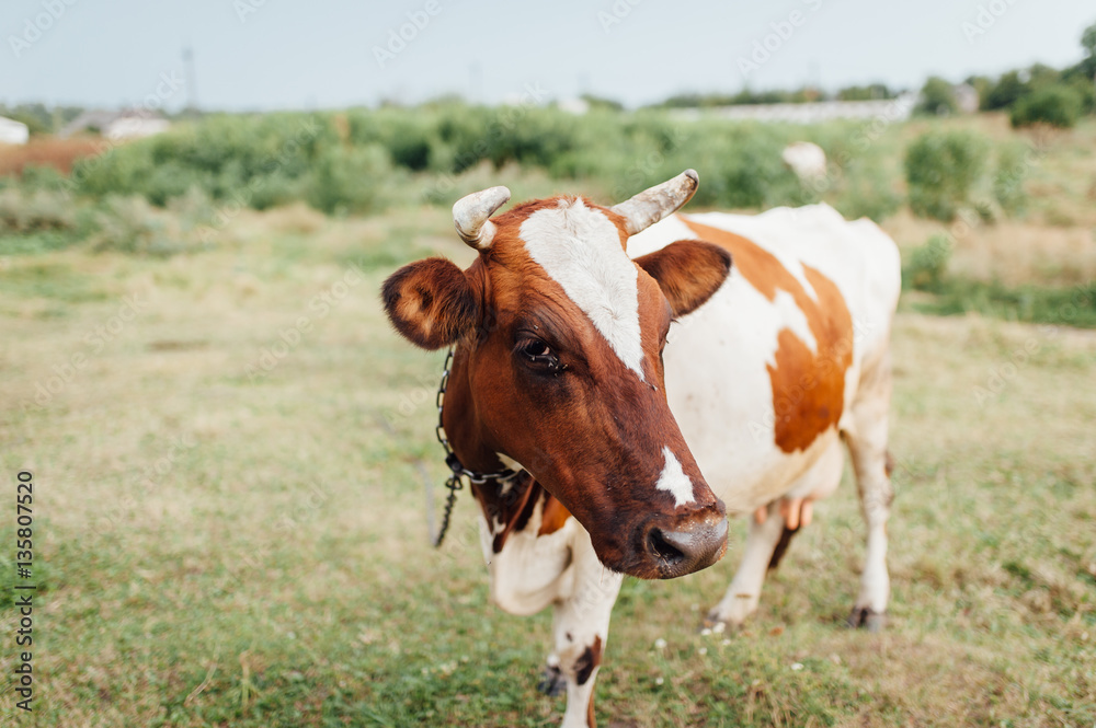 Beautiful brown and white cow in a pasture. Beautiful brown and white cow in a pasture.