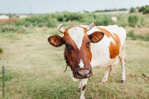 Beautiful brown and white cow in a pasture.