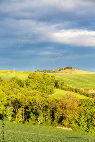 Fototapeta Naklejka Na Ścianę i Meble -  Grove of trees at the fields in a rural landscape