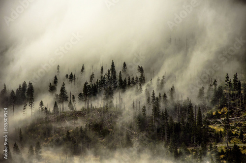 Mountain forrest in the fog