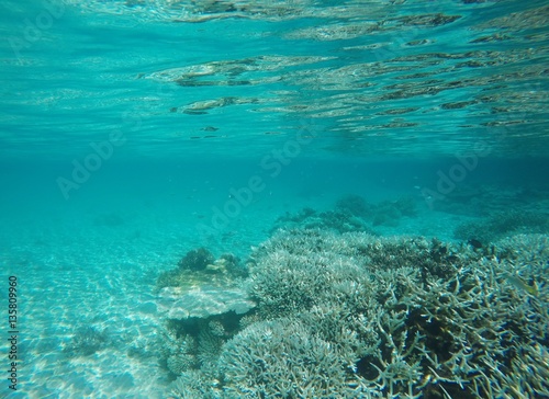 Underwater  Ari Atoll  Maldives