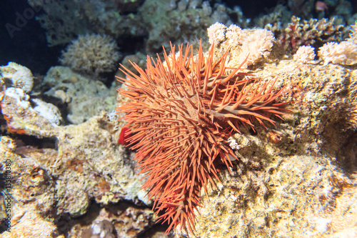 Red coral at the bottom of the red sea. Underwater shooting.