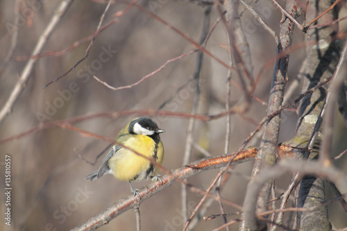 Male Great tit (Parus major) sitting on a branch