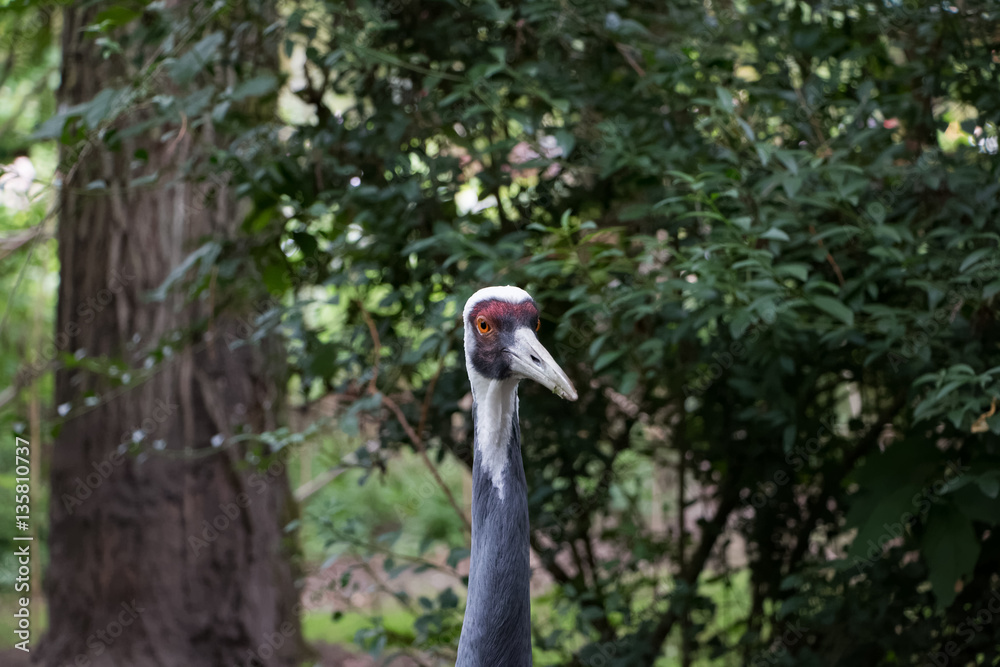 Obraz premium Grue à cou blanc