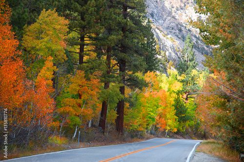 Autumn trees on the way to June lake in California