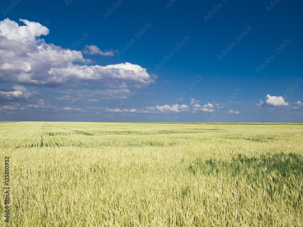 wheat field blue sky