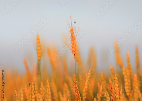 Golden wheat ears under twilight