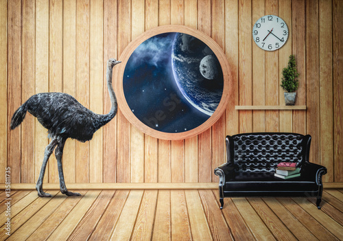 Ostrich in the living rooms with views of the outside world.Phot