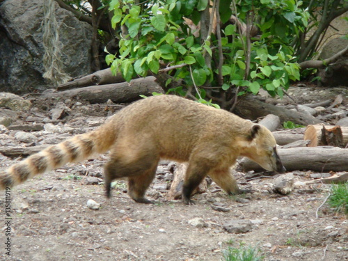 Nasenbär