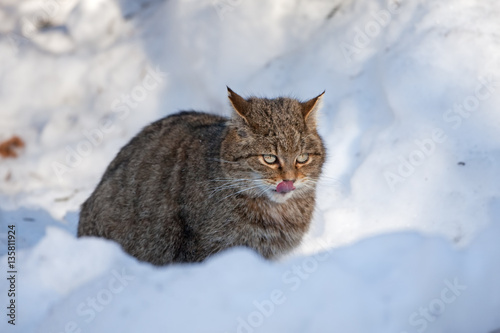 wildcat, felis silvestris © prochym