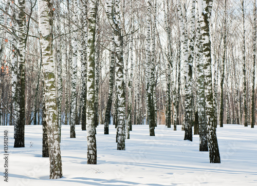 birch forest in winter sunny day photo