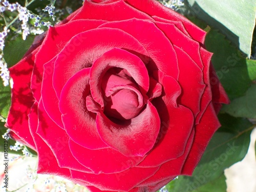 cp kr rote Rose