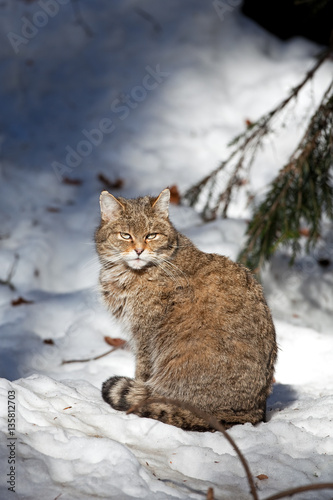 Photography wildcat, felis silvestris