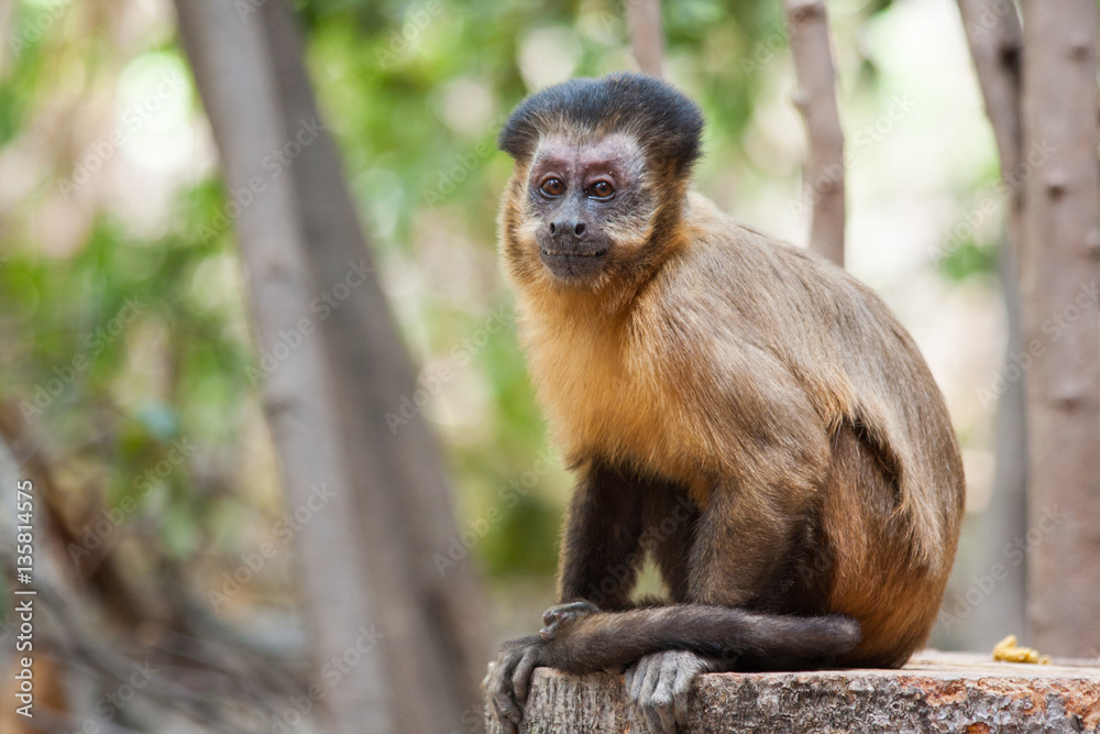 Capuchin monkey female performing a sexual display Capuchin monkey female performing a sexual display